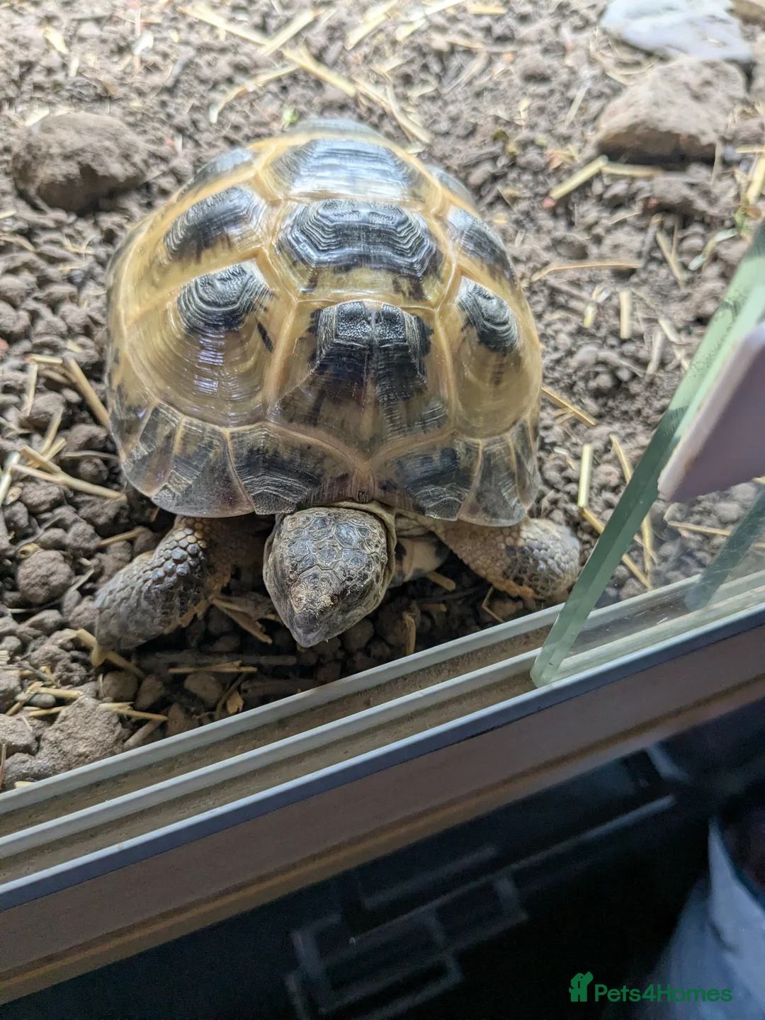 Tortoise reptiles for sale: Male horsefield tortoise with viv in Rotherham - Advert 2