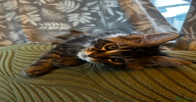 Maine Coon cats - Advert 17