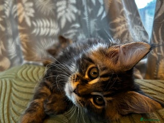 Maine Coon cats - Advert 4