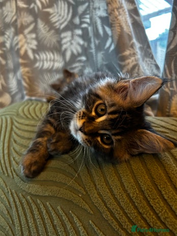 Maine Coon cats - Advert 7