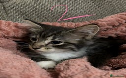 Mixed Breed cats for sale: 3 beautiful female kittens  - Image 14
