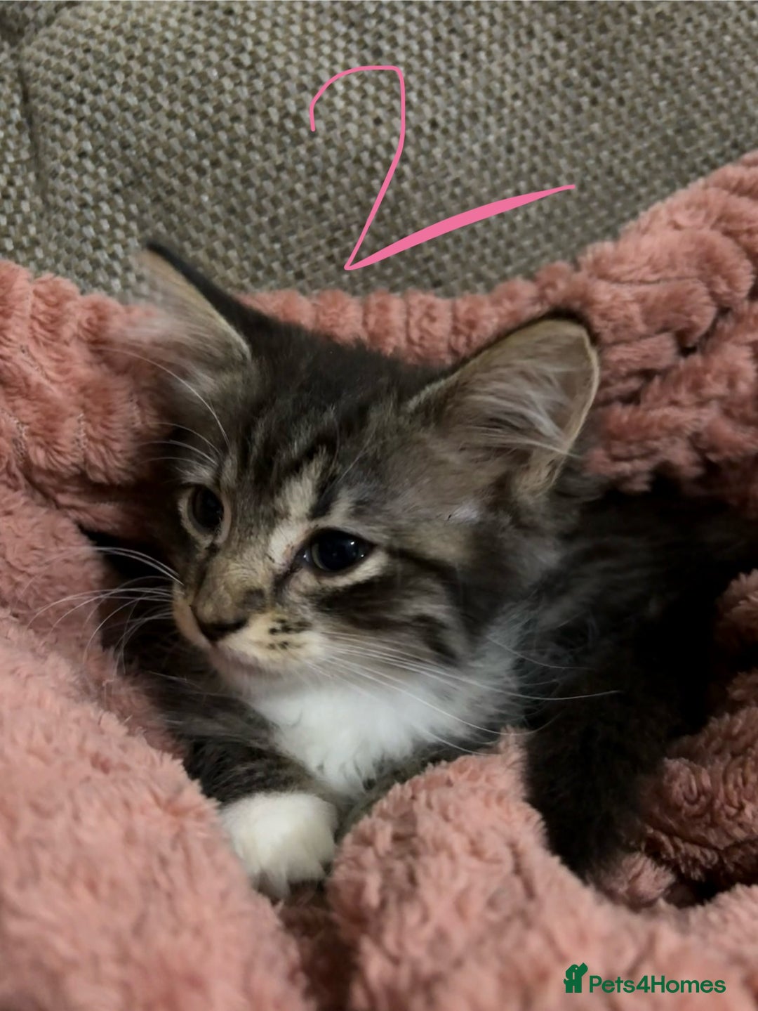 Mixed Breed cats for sale: 3 beautiful female kittens  - Image 14