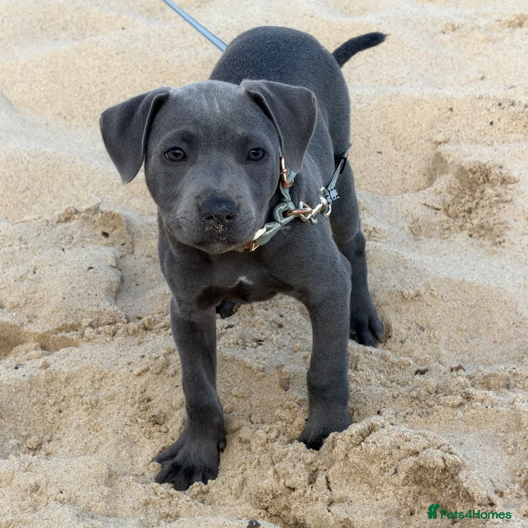 Staffordshire Bull Terrier dogs for sale: Milo - blue Staffordshire  - Advert 2