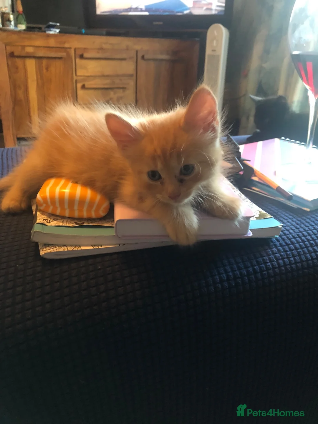 Mixed Breed cats for sale: Mixed kitten litter - Advert 2