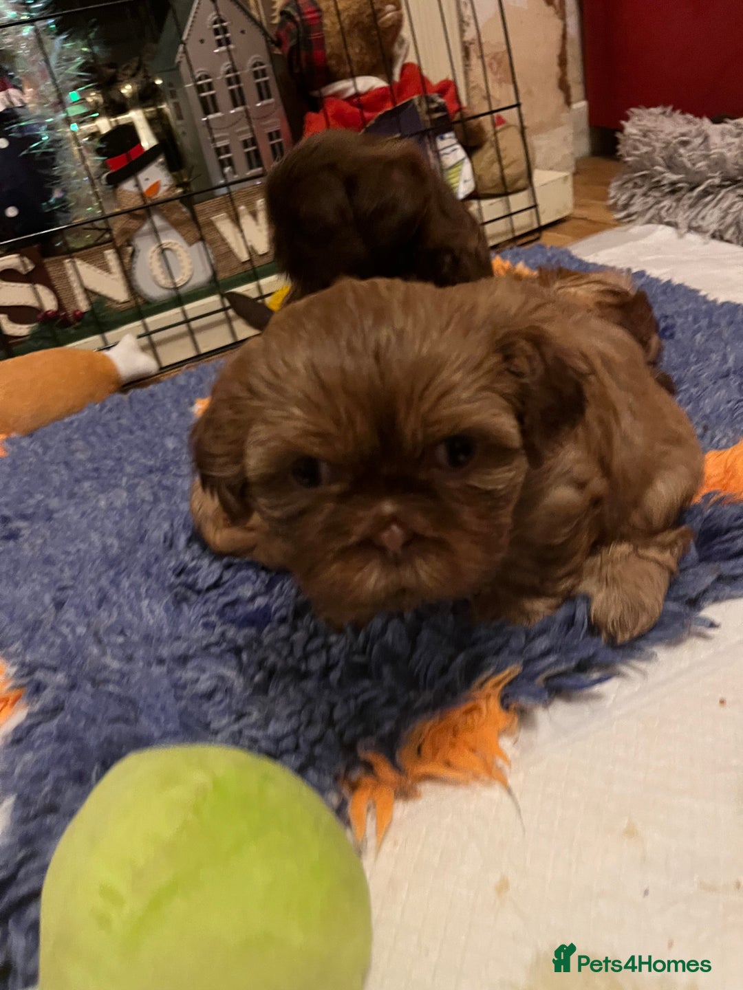 Shih Tzu dogs for sale: Adorable Shih Tzu puppies - Advert 7