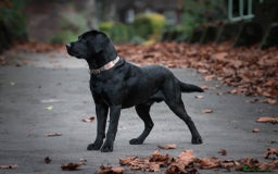 Labrador Retriever dogs for sale: 3 Color KC Labrador retriever 24.12 ready go  - Image 10