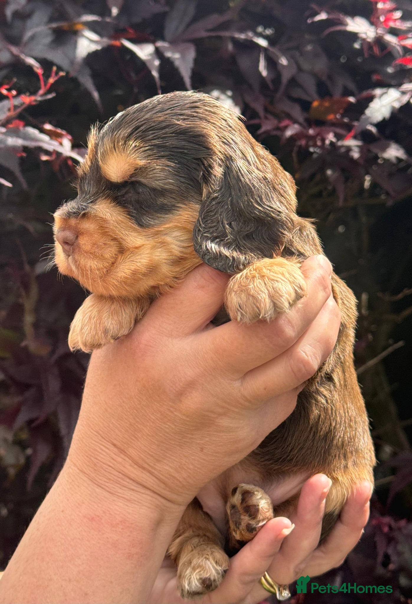 Cocker Spaniel dogs 💜🩷 OUTSTANDING KC SHOW COCKER SPANIELS 🌟 - Advert 2