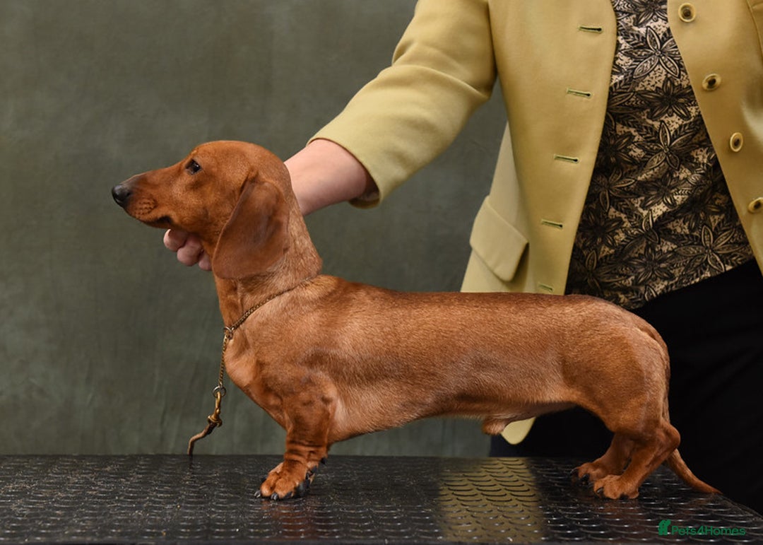 Miniature Dachshund dogs for stud: Shantallah what a lark around Debbiejay - Image 1
