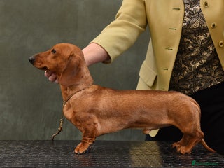 Miniature Dachshund dogs - Advert 5