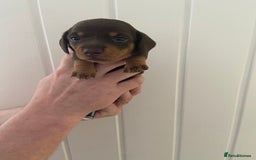 Miniature Dachshund dogs for sale: Miniature Dachshunds - Image 18