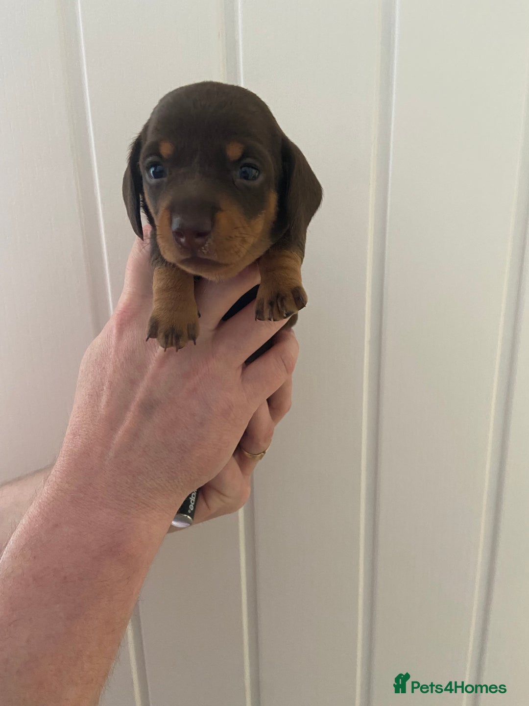 Miniature Dachshund dogs for sale: Miniature Dachshunds - Image 18