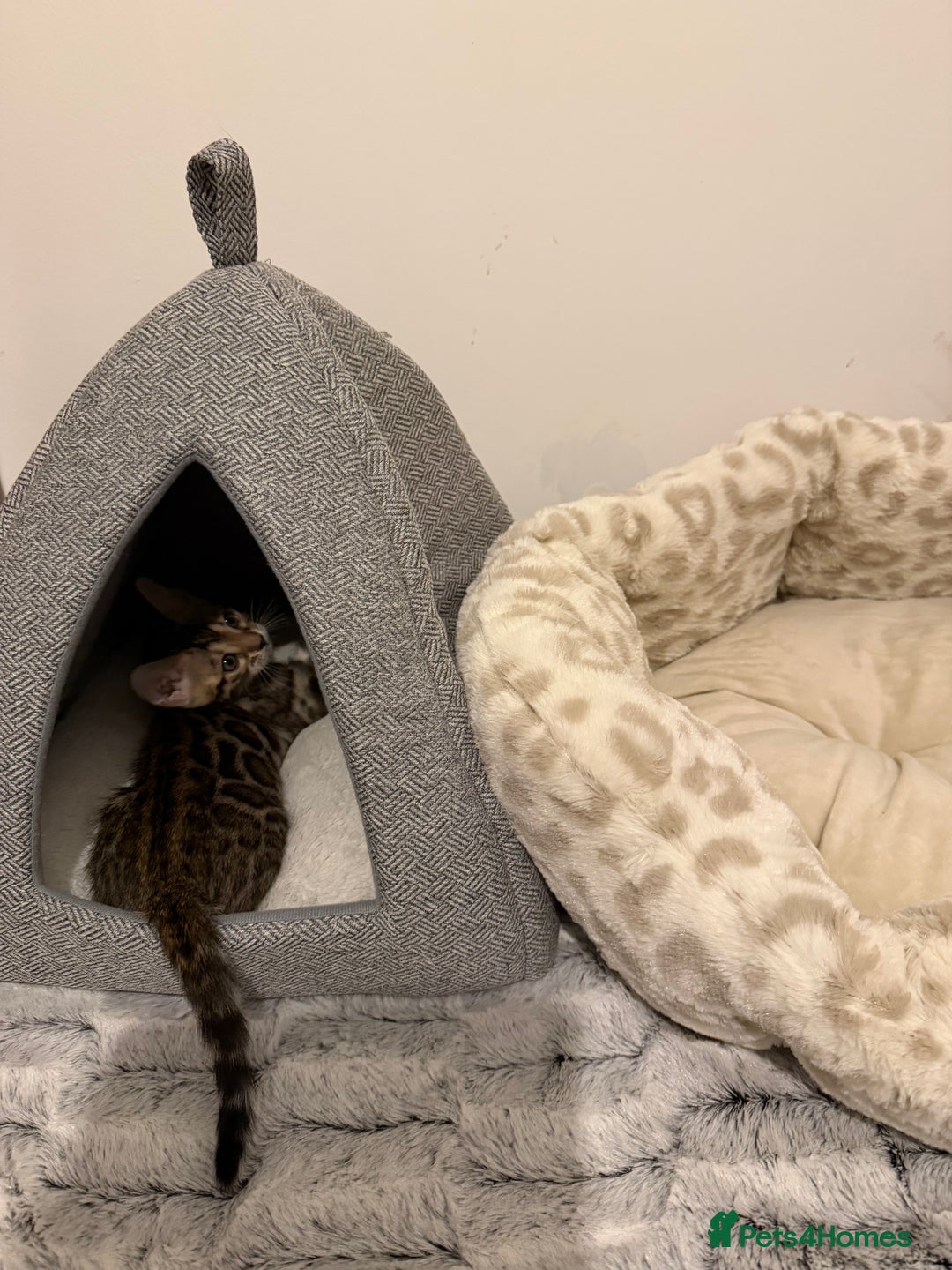 Bengal cats for sale: Pure Bengal Kittens, Ready NOW  - Image 6