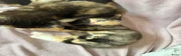 Mixed Breed cats for sale: Calico Beautiful-Mum Siamese Dad Ragdoll Bengal  - Advert 5
