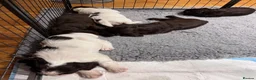 Sprocker dogs for sale: Sprocker Puppies - 4th generation.  - Advert 2