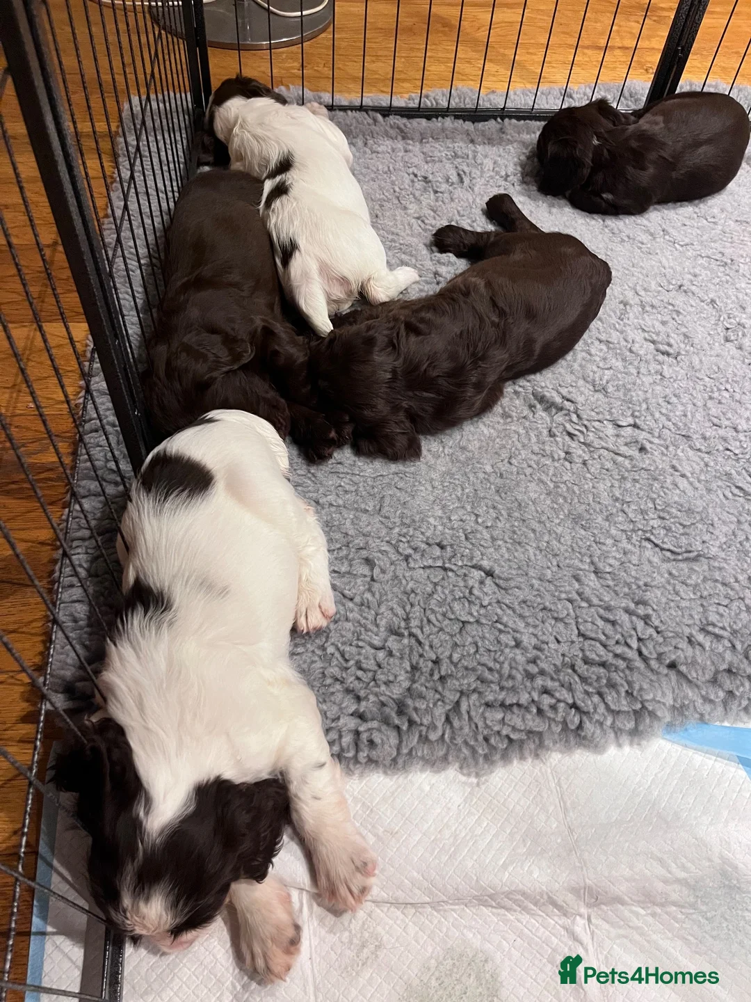 Sprocker dogs for sale: Sprocker Puppies - 4th generation.  - Advert 2