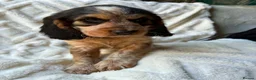 Cocker Spaniel dogs for sale: 9 Gorgeous Cocker Spaniel Puppies For Sale! - Advert 8