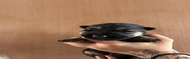 Grey female