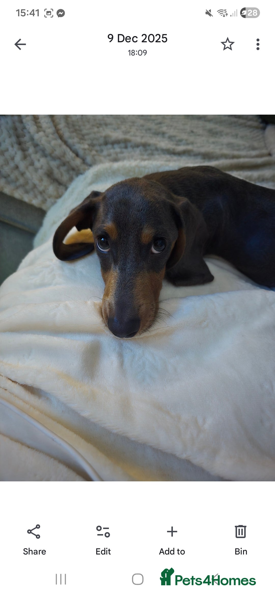 Dachshund dogs for sale: Dachshund puppy  - Advert 1