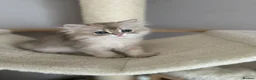 British Longhair cats for sale: British longhair little cuties - Advert 10