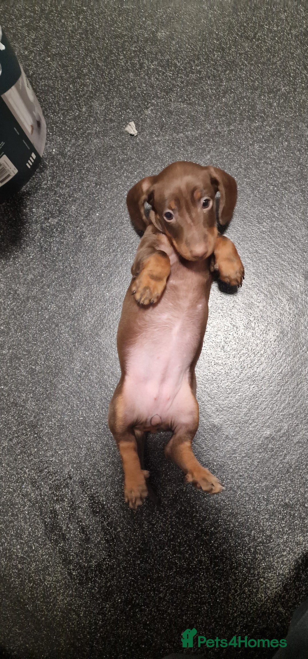 Miniature Dachshund dogs for sale: Miniature dachshund - Advert 3