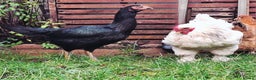 Chickens poultry for sale: Shamo Hen, Brahma Bantam Rooster & a hybrid. - Advert 2