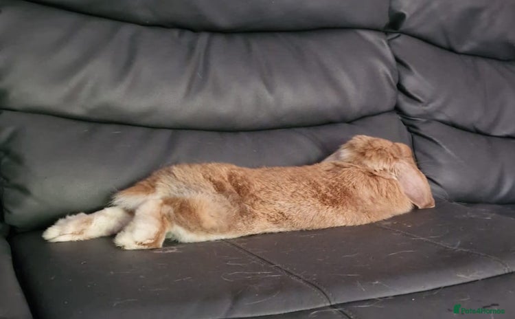 Mini Lop rabbits - Advert 2