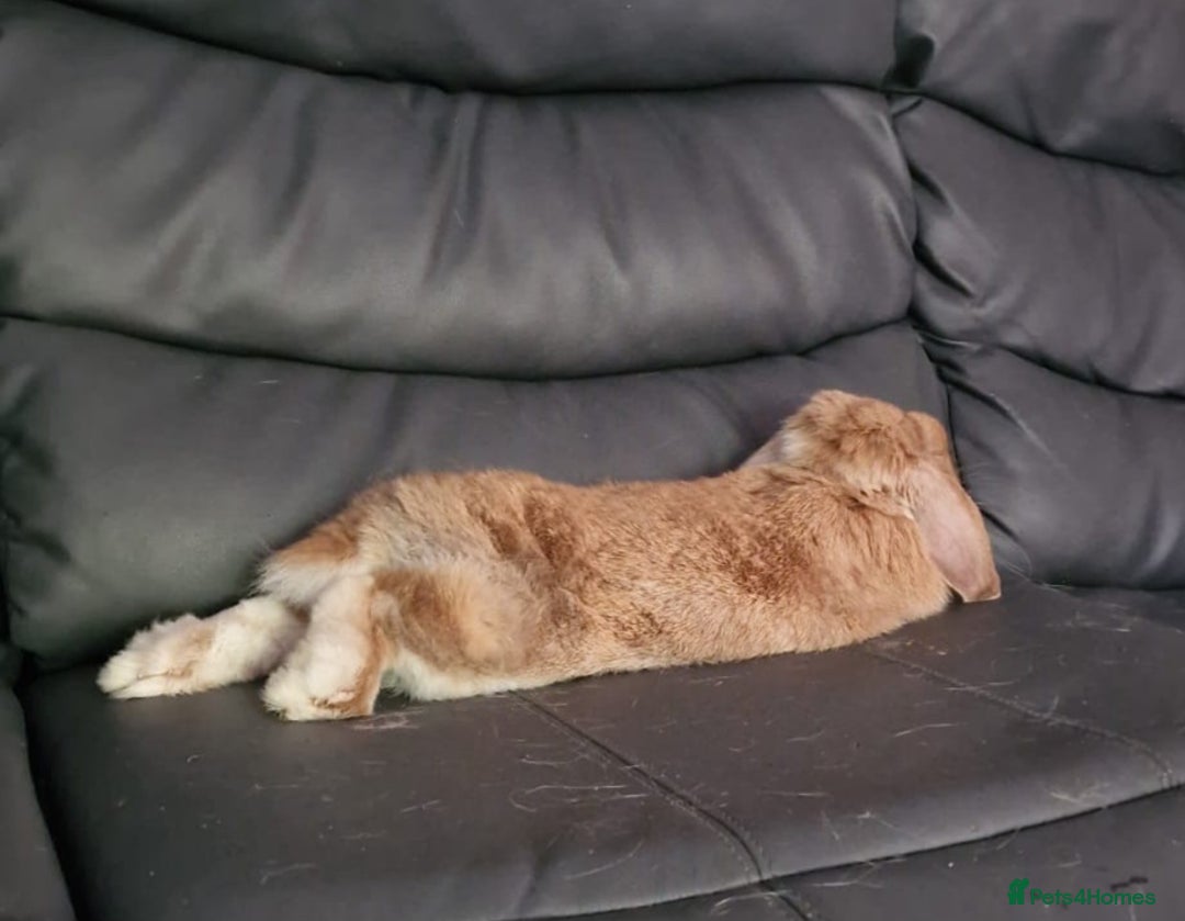 Mini Lop rabbits for sale: Mini lop lady seeks husbun to love - Image 1