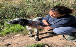 English Setter dogs for adoption: Nahi  - Image 10