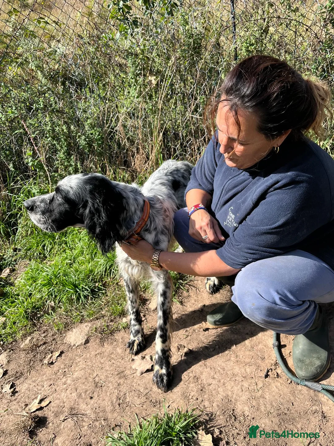 English Setter dogs for adoption: Nahi  - Advert 10