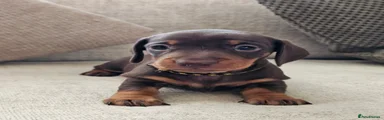 Miniature Dachshund 1