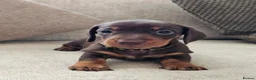 Miniature Dachshund dogs for sale: Miniature Dachshund Chocolate/Tan KC Reg Puppies - Advert 9