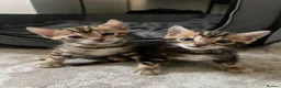 Bengal cats for sale: 🐾 Beautiful Bengal Kittens 🐾 - Advert 25