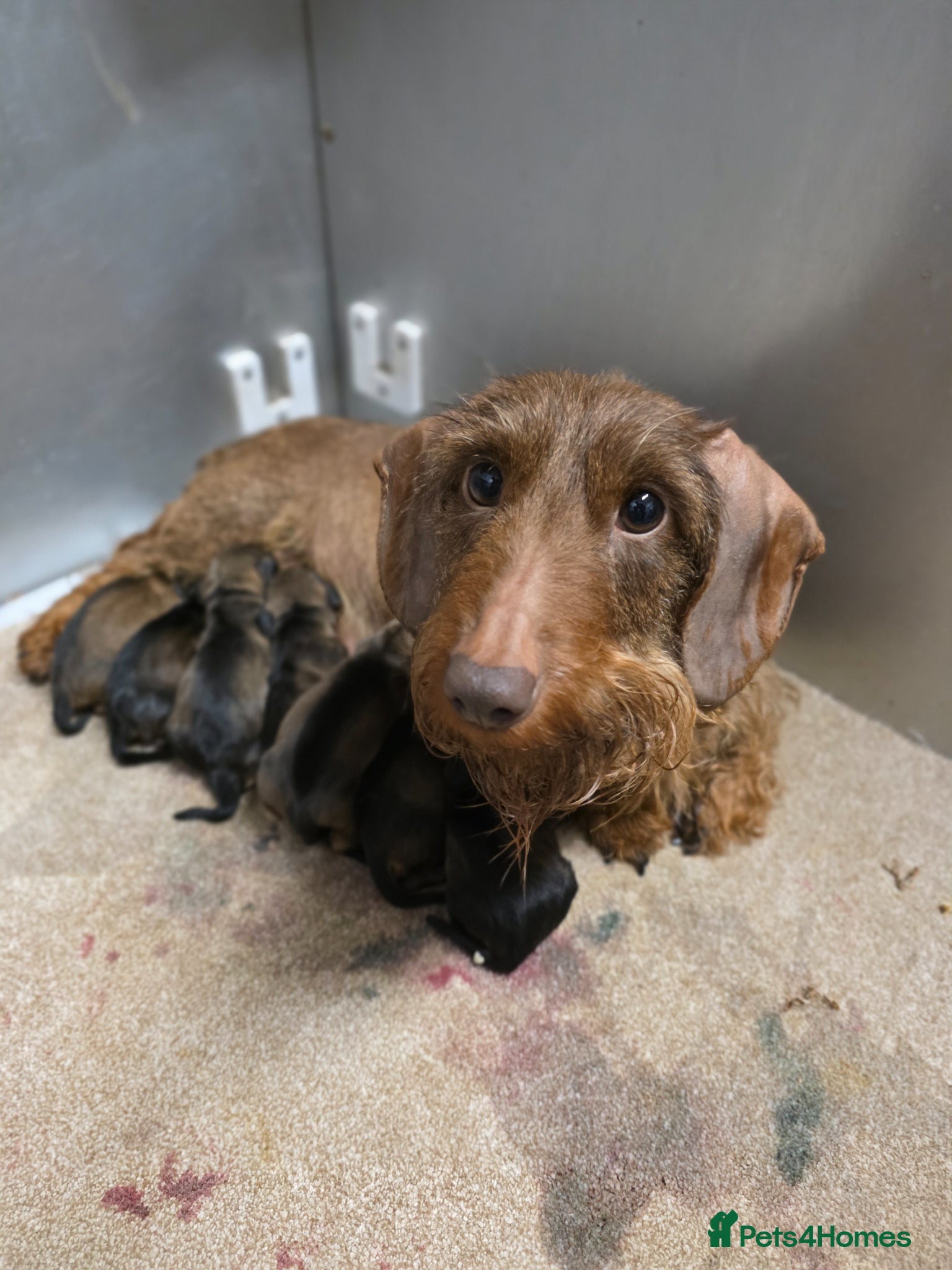 Dachshund dogs Chocolate Standard Wire-haired Dachshund Puppies - Advert 1
