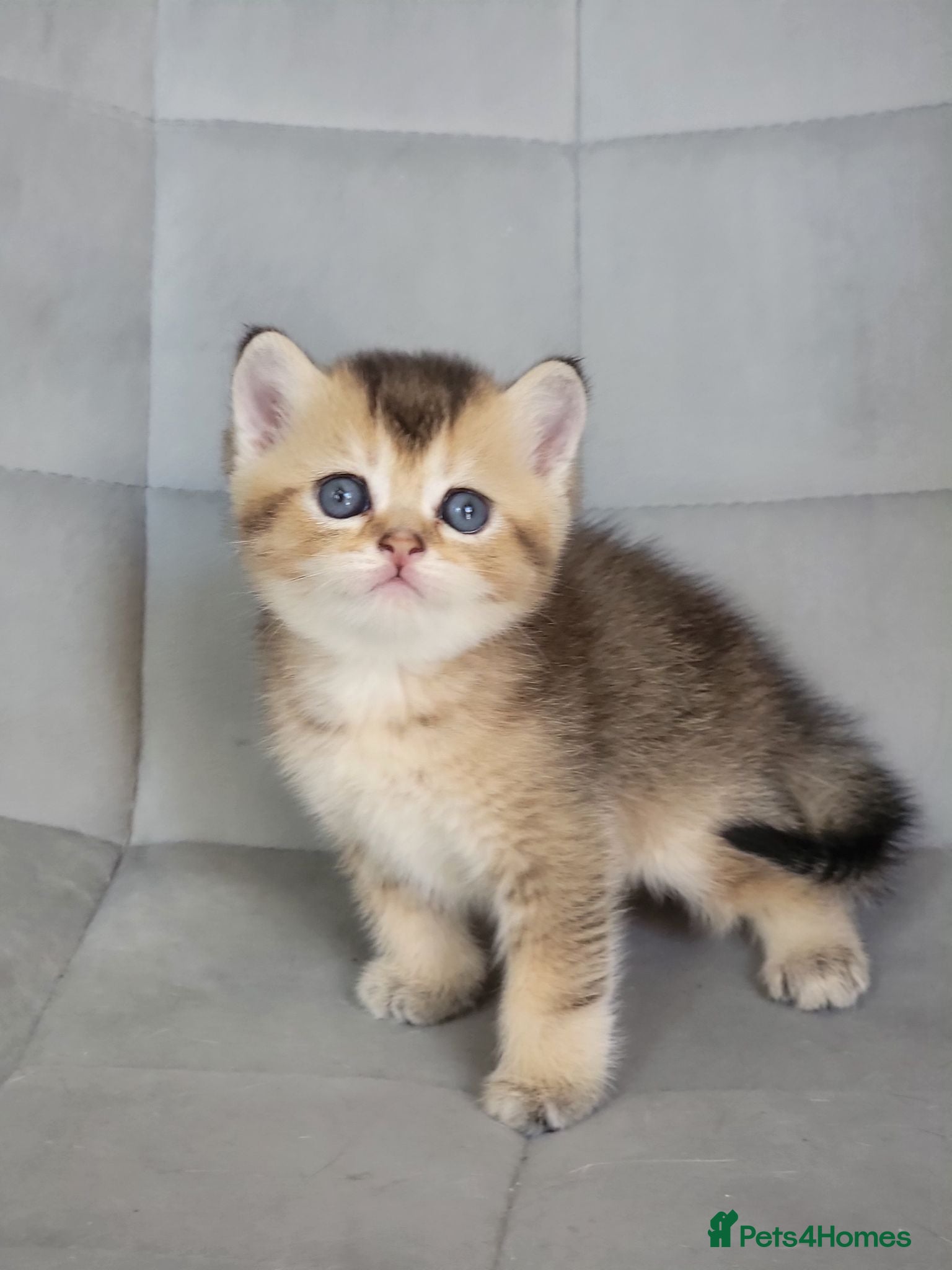 Scottish Fold cats Beautiful and healthy Scottish fold kittens - Advert 1