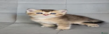 Scottish Fold 2