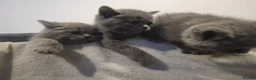 British Shorthair cats for sale: British shorthair kittens  - Advert 8