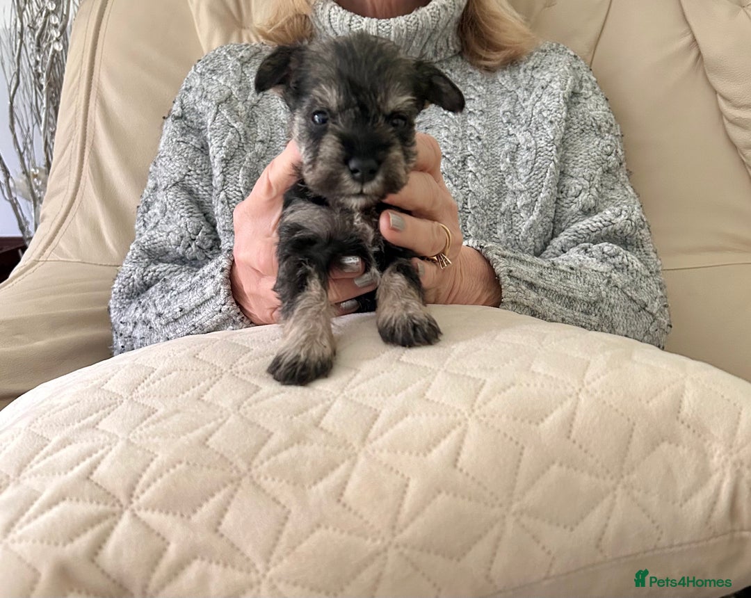 Miniature Schnauzer dogs for sale: Beautiful kc reg miniature schnauzers - Advert 3