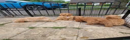 Cavapoo dogs for sale: Gorgeous cavapoos ready for their forever homes in Baldock - Advert 8