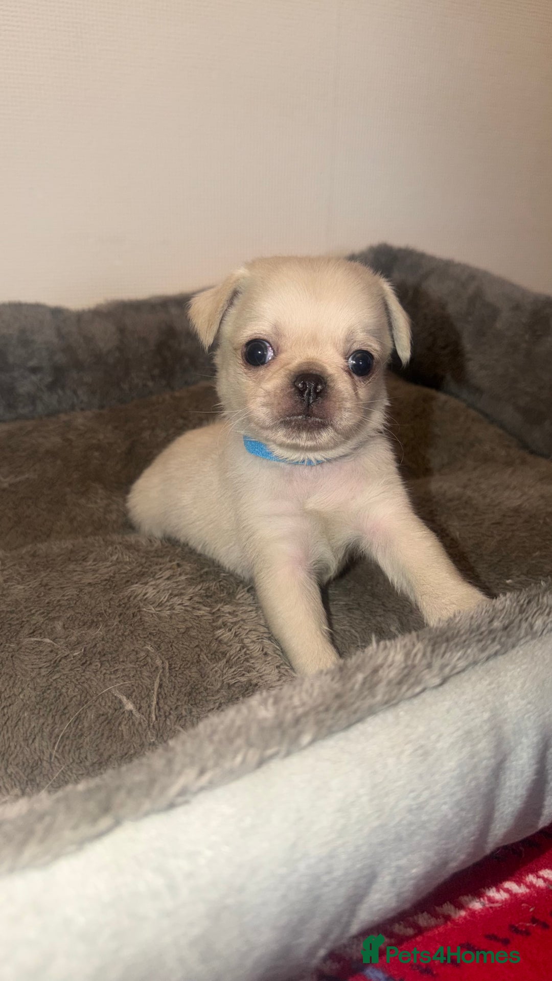 Pug dogs for sale: Beautiful Litter of 6 Pug Puppies, Rare Colours  - Advert 3