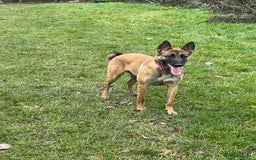 Belgian Shepherd Dog dogs for sale: Top working line puppies  - Image 12