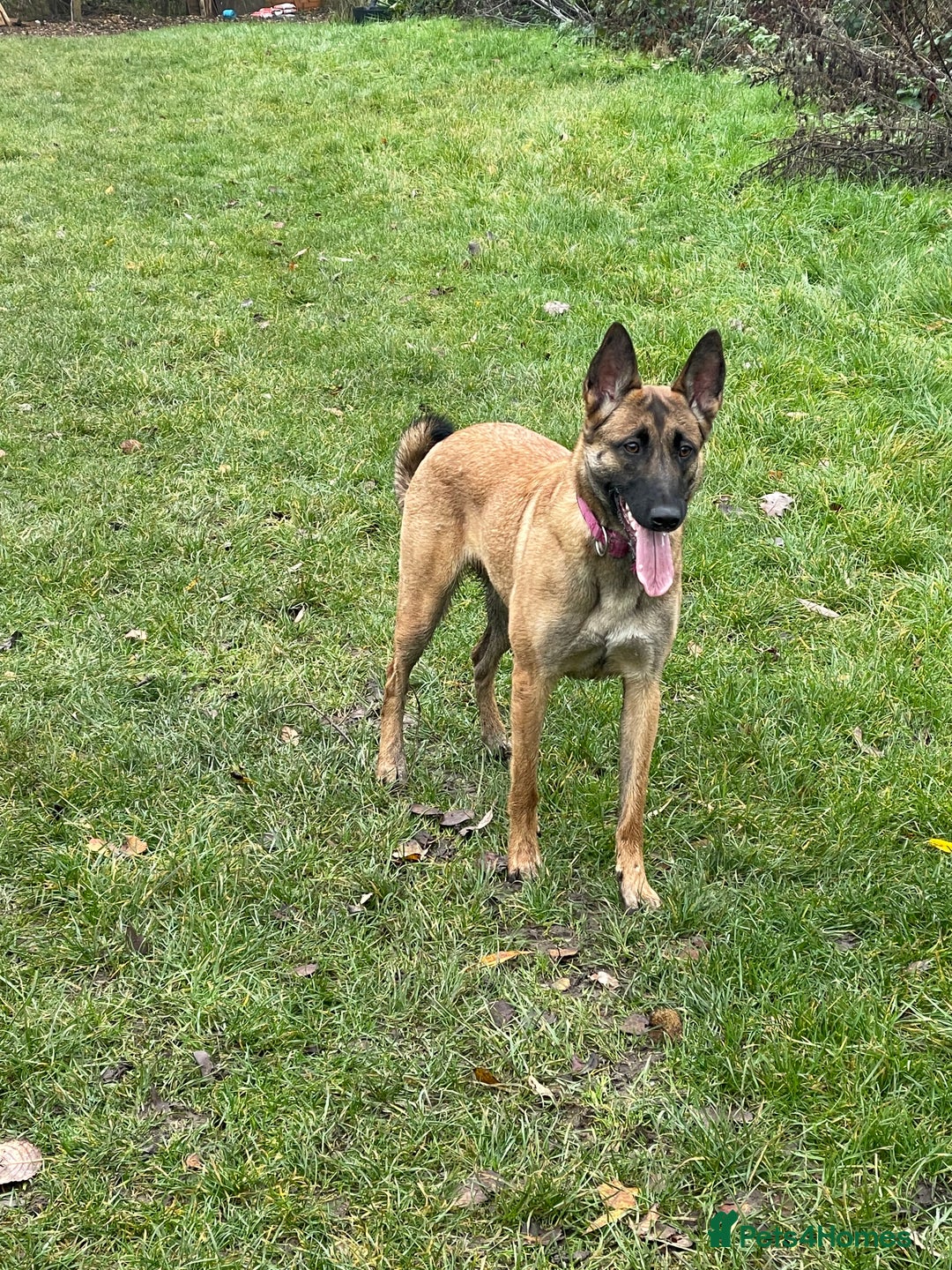 Belgian Shepherd Dog dogs for sale: Top working line puppies  - Image 12