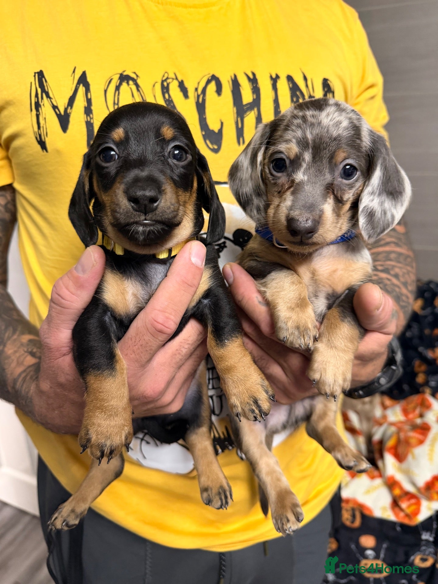 Miniature Dachshund dogs 2 adorable miniature dachshund boys available  - Advert 1