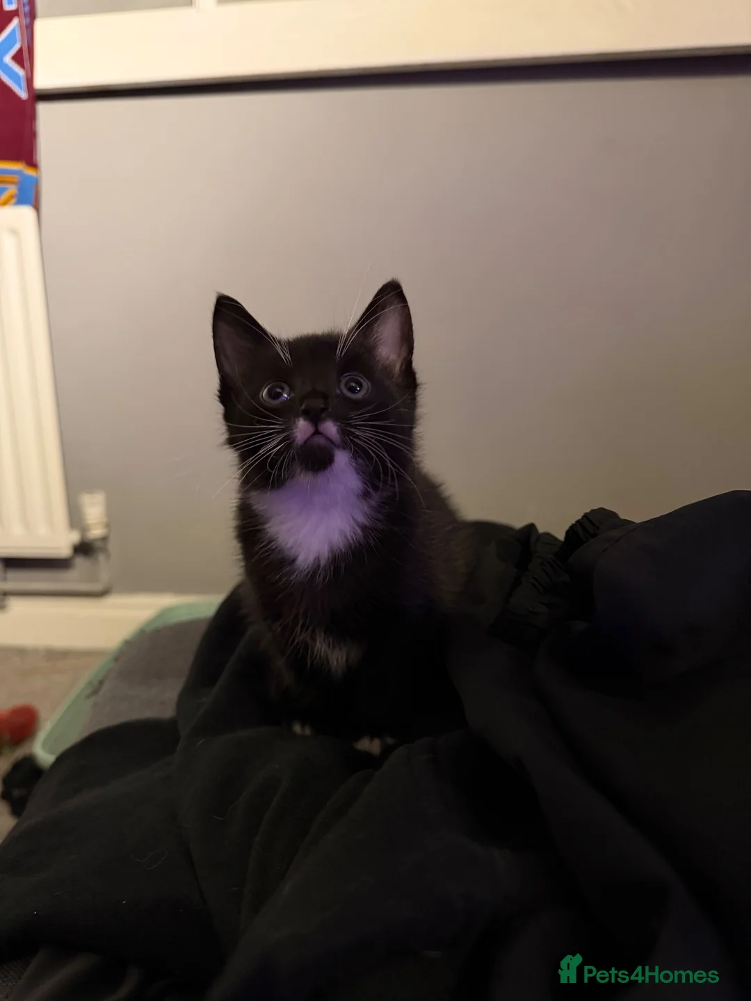 Mixed Breed cats for sale: 1 Boy and 1 Girl in Burnley - Advert 9
