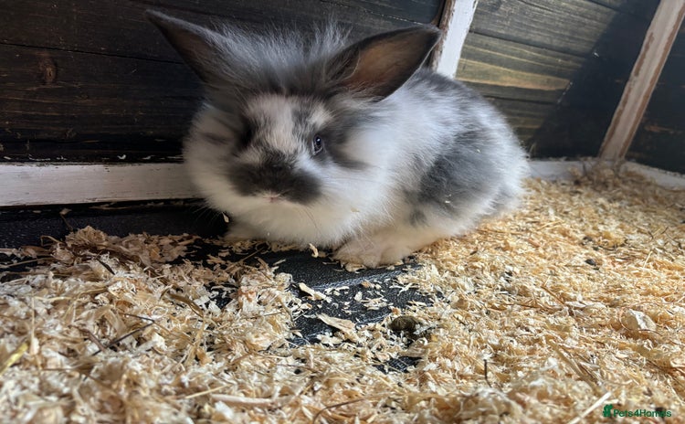 Mixed Breed rabbits - Advert 1