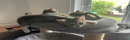 Mixed Breed cats for sale: 4 Gorgeous tabby kittens, 2 with white features - Advert 28