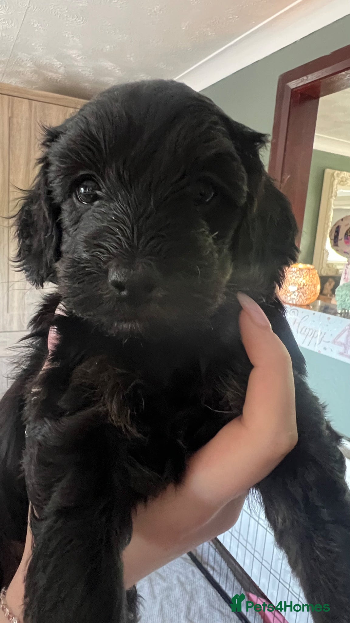 Cockapoo dogs Beautiful Minature F2B Cockapoos - Advert 4