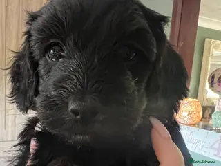 Cockapoo dogs Beautiful Minature F2B Cockapoos - Advert 4