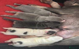 French Bulldog dogs for sale: French bulldogs 2 LEFT AVAILABLE  - Image 11