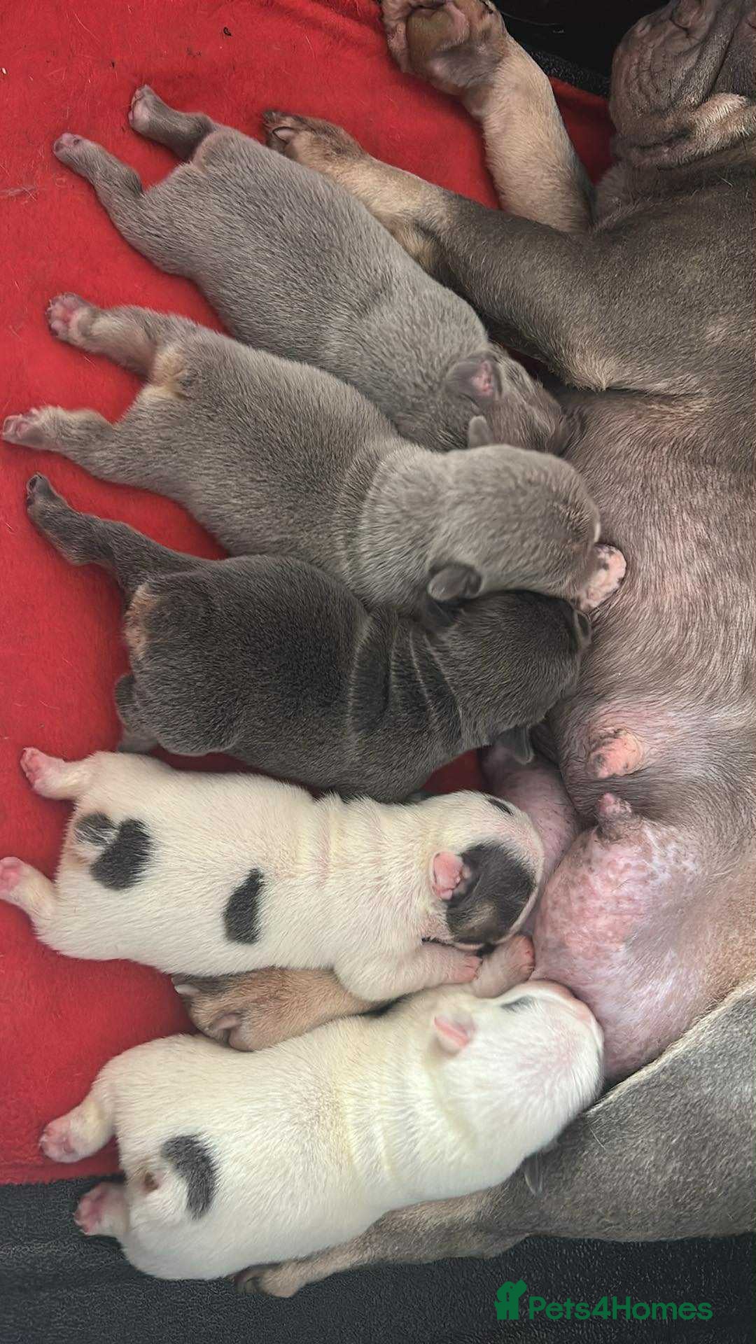 French Bulldog dogs for sale: French bulldogs 2 LEFT AVAILABLE  - Image 11