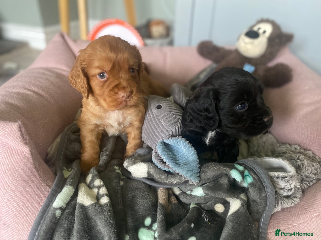 Cocker Spaniel dogs for sale: cocker spaniel puppies - Image 1